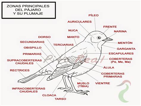 pájaro en italiano|aves in english.